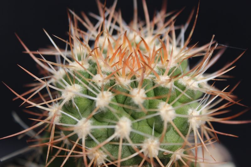 Cactus and Succulent Field Number Query